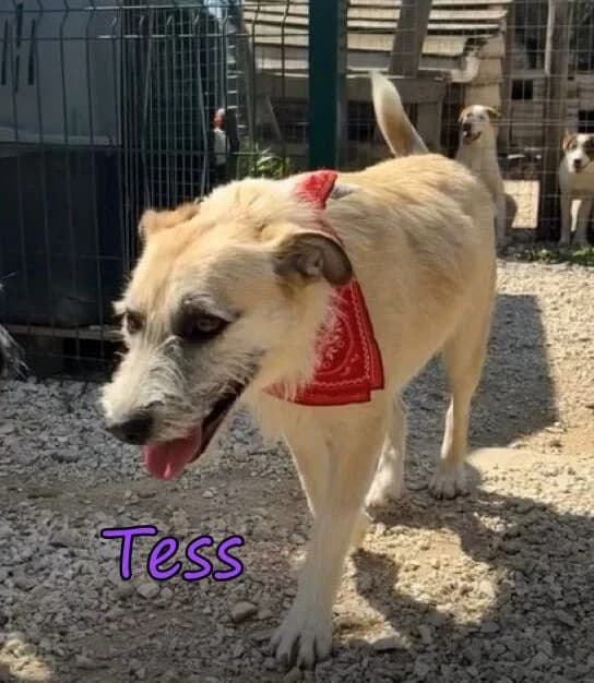 Tess, female Mixed Breed for adoption at SOS-Dogs e.V.