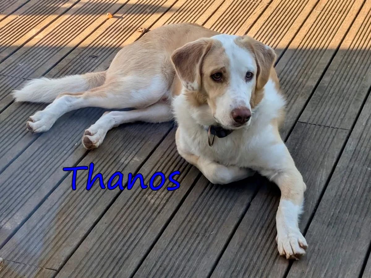 Thanos, male Mixed Breed for adoption at SOS-Dogs e.V.