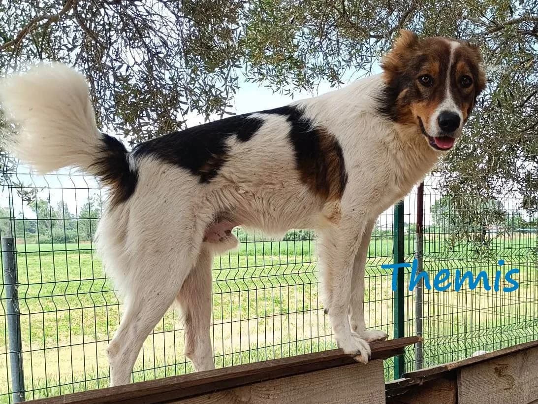 Themis, male 5yo Mixed Breed for adoption at SOS-Dogs e.V.
