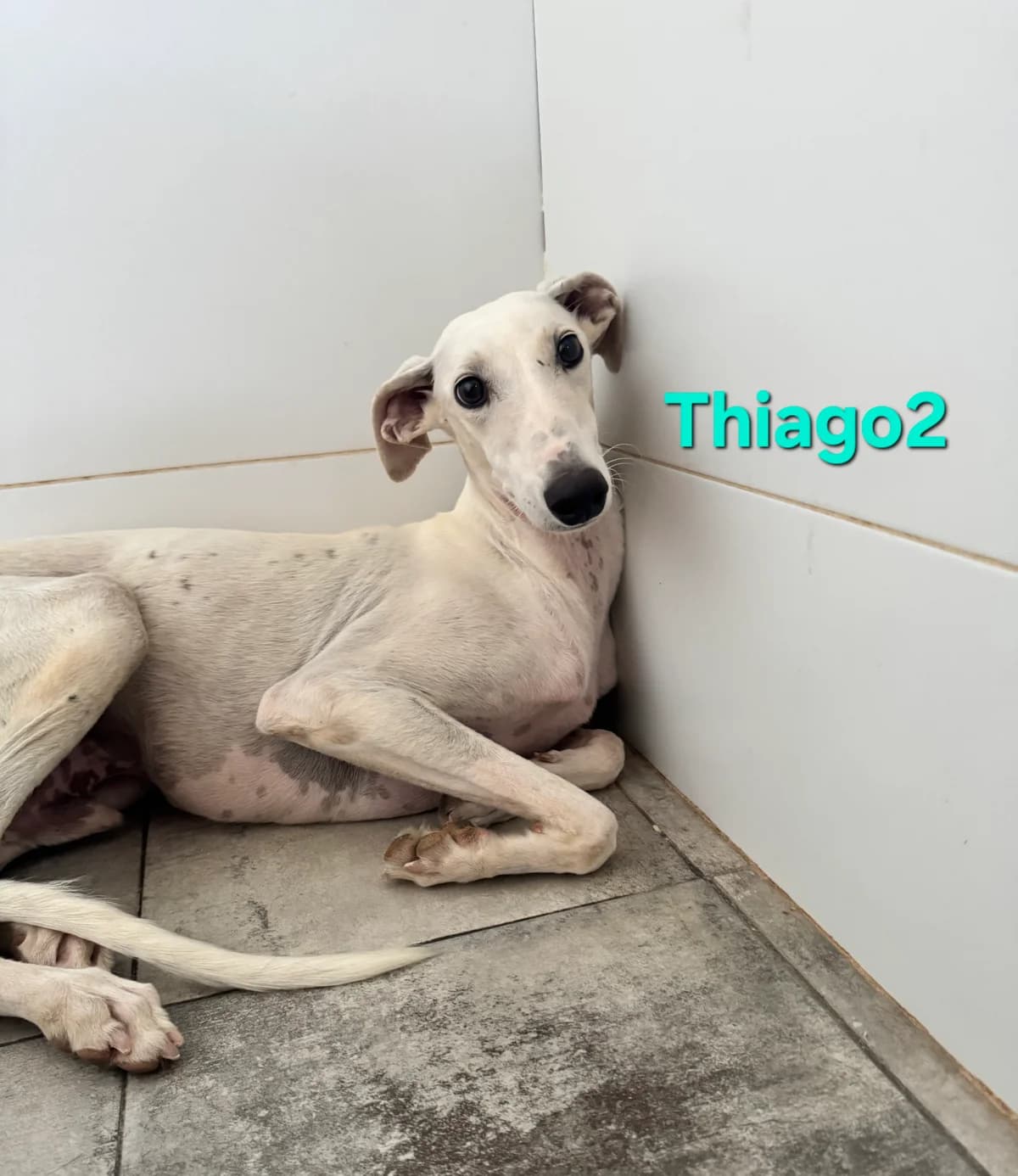 Thiago2, male Galgo Español for adoption at SOS-Dogs e.V.