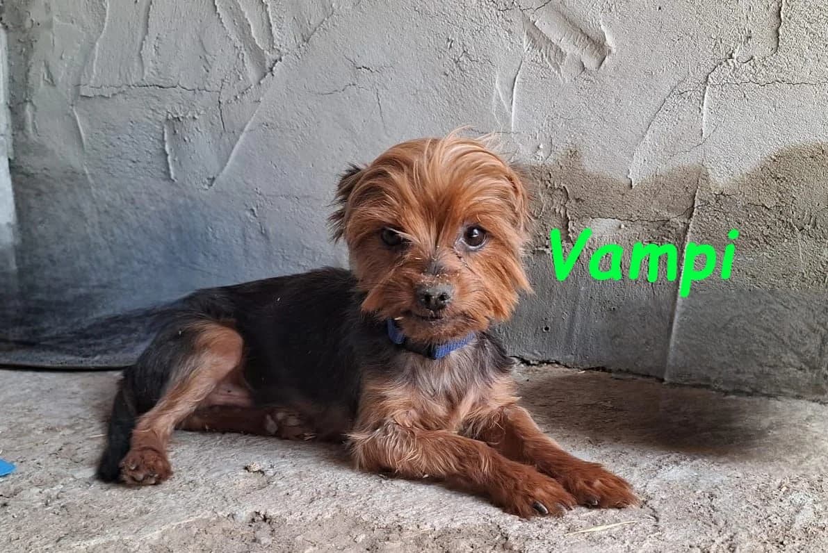 Vampi, male Yorkshire Terrier for adoption at SOS-Dogs e.V.