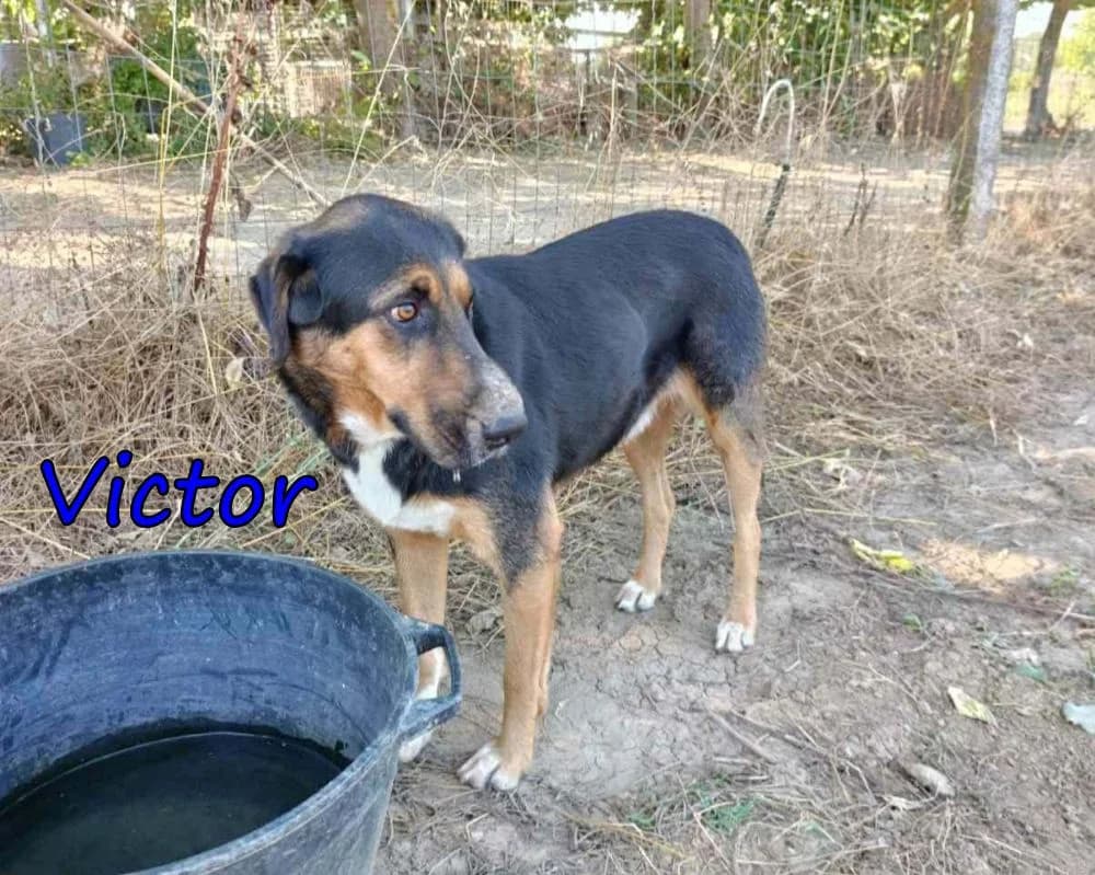 Victor, male Mixed Breed for adoption at SOS-Dogs e.V.