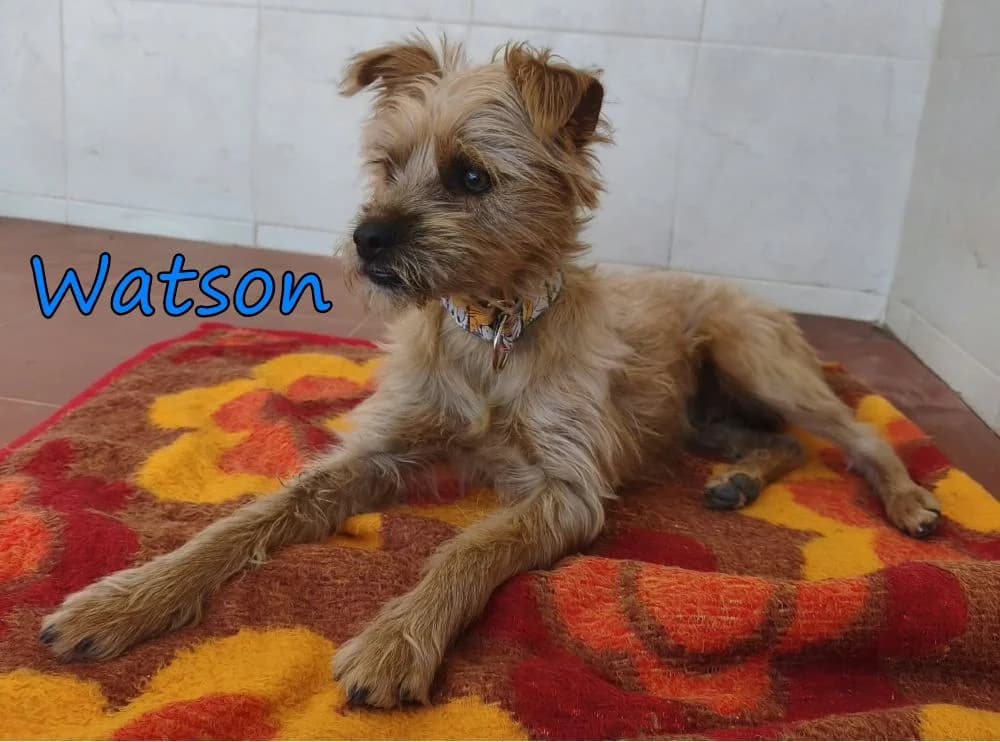 Watson, male young Yorkshire Terrier for adoption at SOS-Dogs e.V.
