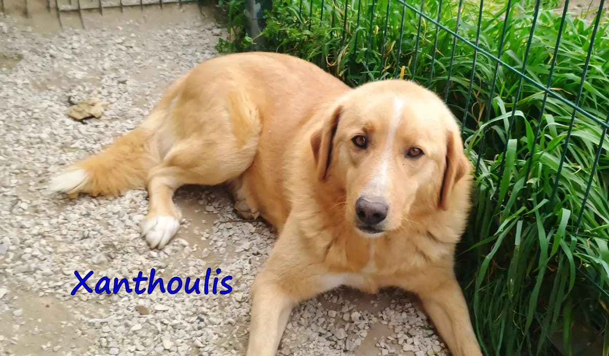 Xanthoulis, male 7yo Mixed Breed for adoption at SOS-Dogs e.V.