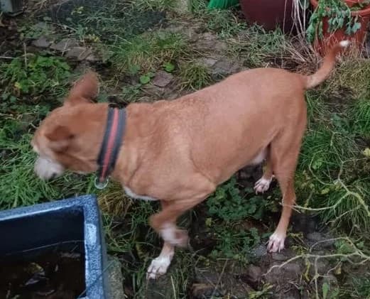 Dringend ein Platz gesucht, male young Mixed Breed for adoption at SOS Hunde-Hilfe e.V., Berlin