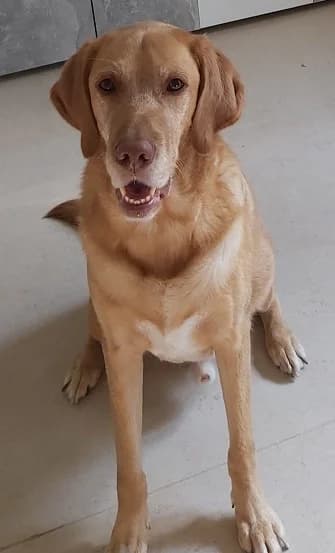 Kari, male Mixed Breed for adoption at SOS Hunde-Hilfe e.V., Berlin
