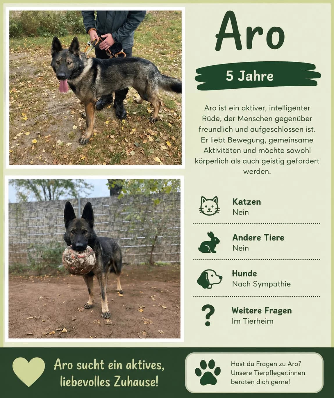 Aro, Mixed Breed for adoption at SOS Hundehilfe Prignitz e.V., Groß Lüben