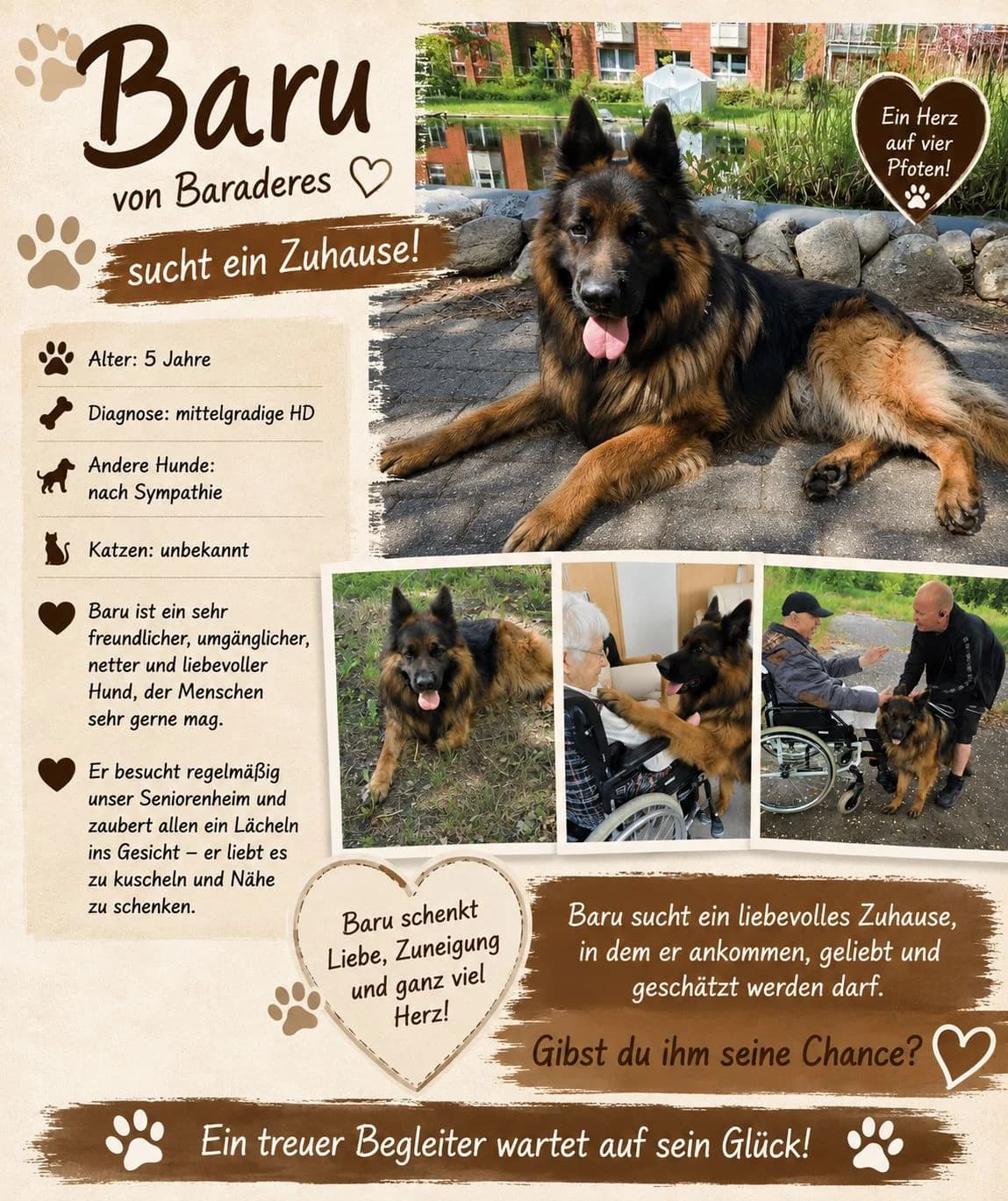 Baru, Mixed Breed for adoption at SOS Hundehilfe Prignitz e.V., Groß Lüben
