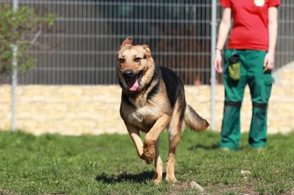 Claire sucht erfahrene Menschen, Mixed Breed for adoption at SOS Hundehilfe Prignitz e.V., Groß Lüben