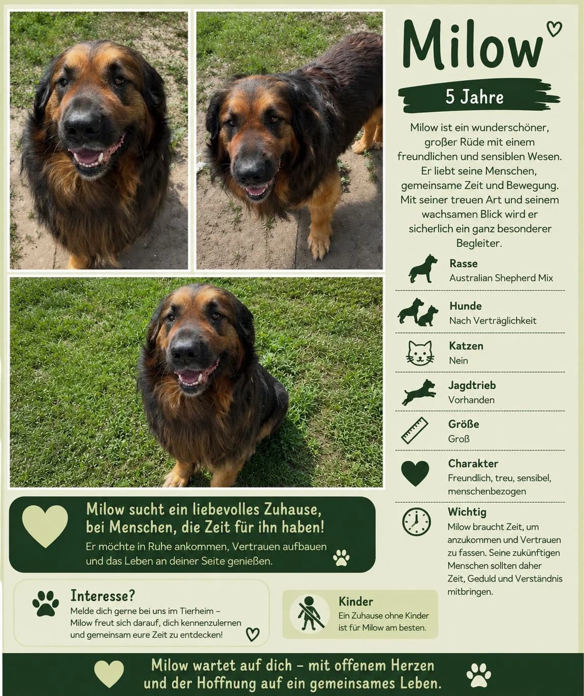 Milow, Mixed Breed for adoption at SOS Hundehilfe Prignitz e.V., Groß Lüben