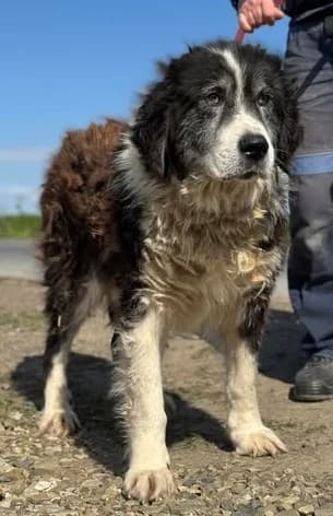 Baltasar – gemütlicher Riese sucht ruhiges Plätzchen, male senior Mixed Breed for adoption at SOS-Strassentiere e.V., Berlin-Köpenick