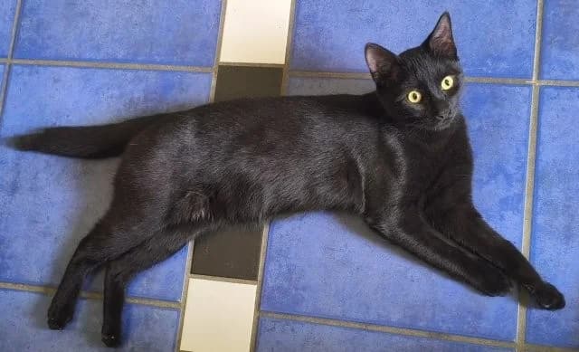 Agiler Jungkater Kiko sucht aufgeweckte Familie, male young Mixed Breed for adoption at SOS-Strassentiere e.V., Berlin-Köpenick