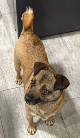 Traurige Mini-Wally sucht neue Familie, female 4yo Mixed Breed for adoption at SOS-Strassentiere e.V., Berlin-Köpenick