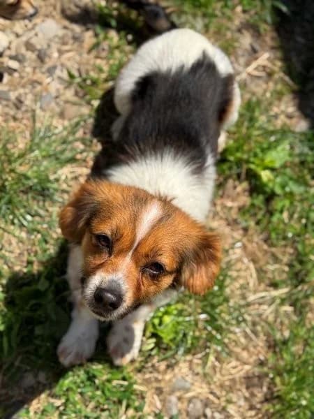 Niedliche kleine Elfy liebt die Menschen, female 4yo Mixed Breed for adoption at SOS-Strassentiere e.V., Berlin-Köpenick