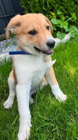 Prachtwelpe Amigo sucht sein Glück, male puppy Mixed Breed for adoption at SOS-Strassentiere e.V., Berlin-Köpenick