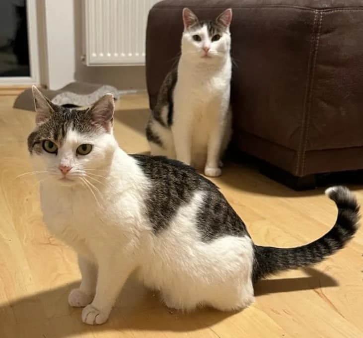 Puck & Ruby – ein liebes Katzenpärchen sucht gemeinsames Zuhause, male 5yo Mixed Breed for adoption at SOS-Strassentiere e.V., Berlin-Köpenick