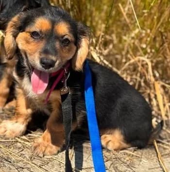 Motte – ein kleiner Wonneproppen sucht Anschluss, female puppy Mixed Breed for adoption at SOS-Strassentiere e.V., Berlin-Köpenick