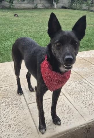 Anhängliche, sanfte Ada will geliebt werden, female 3yo Mixed Breed for adoption at SOS-Strassentiere e.V., Berlin-Köpenick