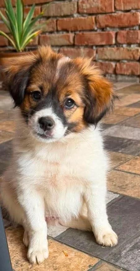 Hundekind Hanne – eine bezaubernde Schönheit sucht ihr Zuhause, female puppy Mixed Breed for adoption at SOS-Strassentiere e.V., Berlin-Köpenick