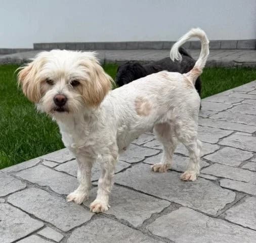 Natasa aus dem Sack sucht liebes Zuhause, female 5yo Mixed Breed for adoption at SOS-Strassentiere e.V., Berlin-Köpenick