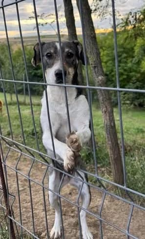 Tapfere Mama Madlen will endlich geliebt werden, female puppy Mixed Breed for adoption at SOS-Strassentiere e.V., Berlin-Köpenick
