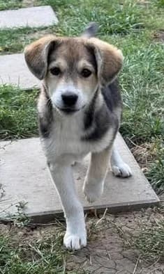 Hundekind Minga sucht Zuhause, female puppy Mixed Breed for adoption at SOS-Strassentiere e.V., Berlin-Köpenick