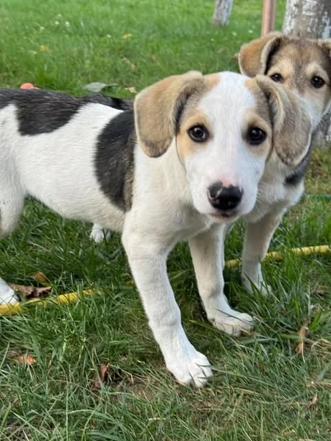 Hundekind Mariella hofft auf einen Neustart, female puppy Mixed Breed for adoption at SOS-Strassentiere e.V., Berlin-Köpenick