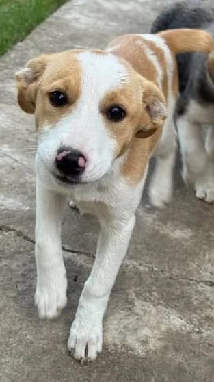 Hundekind Marissa, female puppy Mixed Breed for adoption at SOS-Strassentiere e.V., Berlin-Köpenick