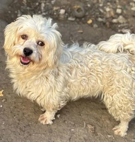 Dolli – ein entzückendes Schneeflöckchen sucht liebe Menschen, weiß female 3yo Mixed Breed for adoption at SOS-Strassentiere e.V., Berlin-Köpenick