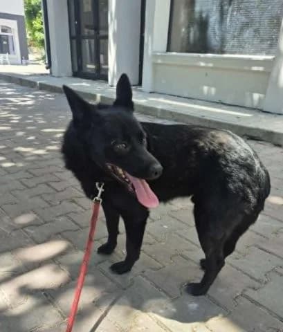 Freundlicher Franjo sucht Anschluss, male 4yo Mixed Breed for adoption at SOS-Strassentiere e.V., Berlin-Köpenick