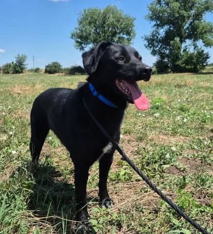 Fabian sucht Zuhause, male 4yo Mixed Breed for adoption at SOS-Strassentiere e.V., Berlin-Köpenick