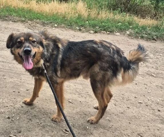 Lieber Arnold wartet geduldig auf seine Chance, male 4yo Mixed Breed for adoption at SOS-Strassentiere e.V., Berlin-Köpenick