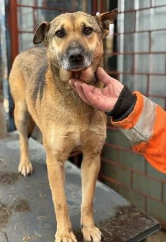 Schüchterne Kara wird gemobbt und leidet …, female 6yo Mixed Breed for adoption at SOS-Strassentiere e.V., Berlin-Köpenick