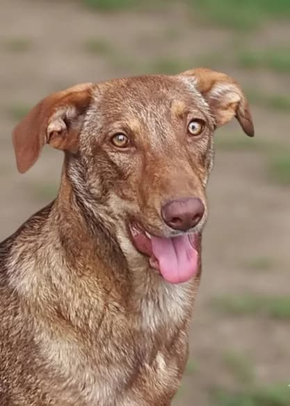 Liebe Junghündin Snickers sucht Zuhause, female young Mixed Breed for adoption at SOS-Strassentiere e.V., Berlin-Köpenick