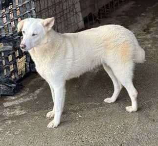 Hundekind Claire sucht liebevolles Zuhause, female young Mixed Breed for adoption at SOS-Strassentiere e.V., Berlin-Köpenick
