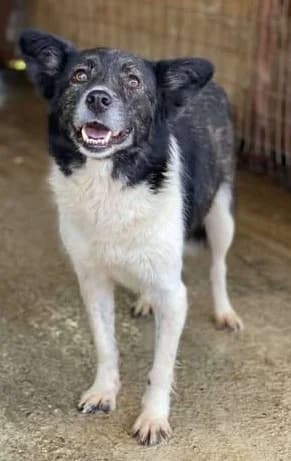 Dankbare Hundedame Helene, female senior Mixed Breed for adoption at SOS-Strassentiere e.V., Berlin-Köpenick