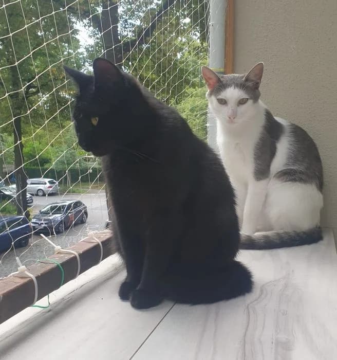 Katze Pisa und Tom, schwarz male 5yo Mixed Breed for adoption at SOS-Strassentiere e.V., Berlin-Köpenick