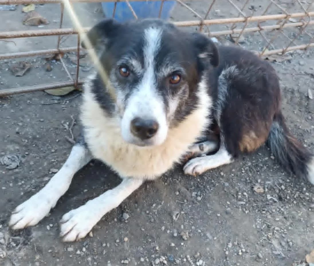 Wundervoller Hundeopi Florică sucht dringend neues Zuhause, male senior Mixed Breed for adoption at SOS-Strassentiere e.V., Berlin-Köpenick