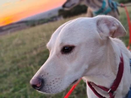 Steven, male young Mixed Breed for adoption at Spanische Tiere e.V.