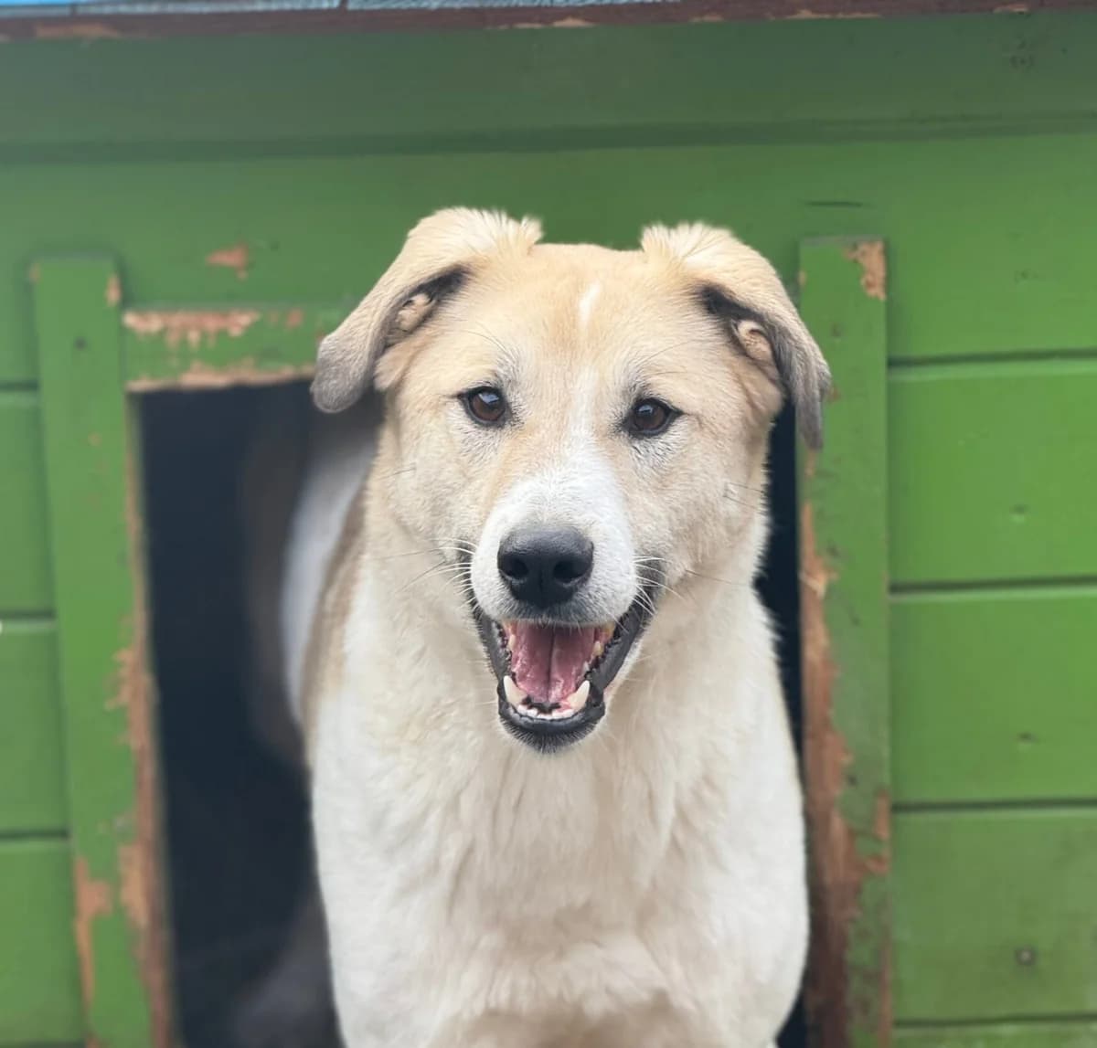 Ador, male 4yo Mixed Breed for adoption at Tierschutzverein SpecialDogs e.V.
