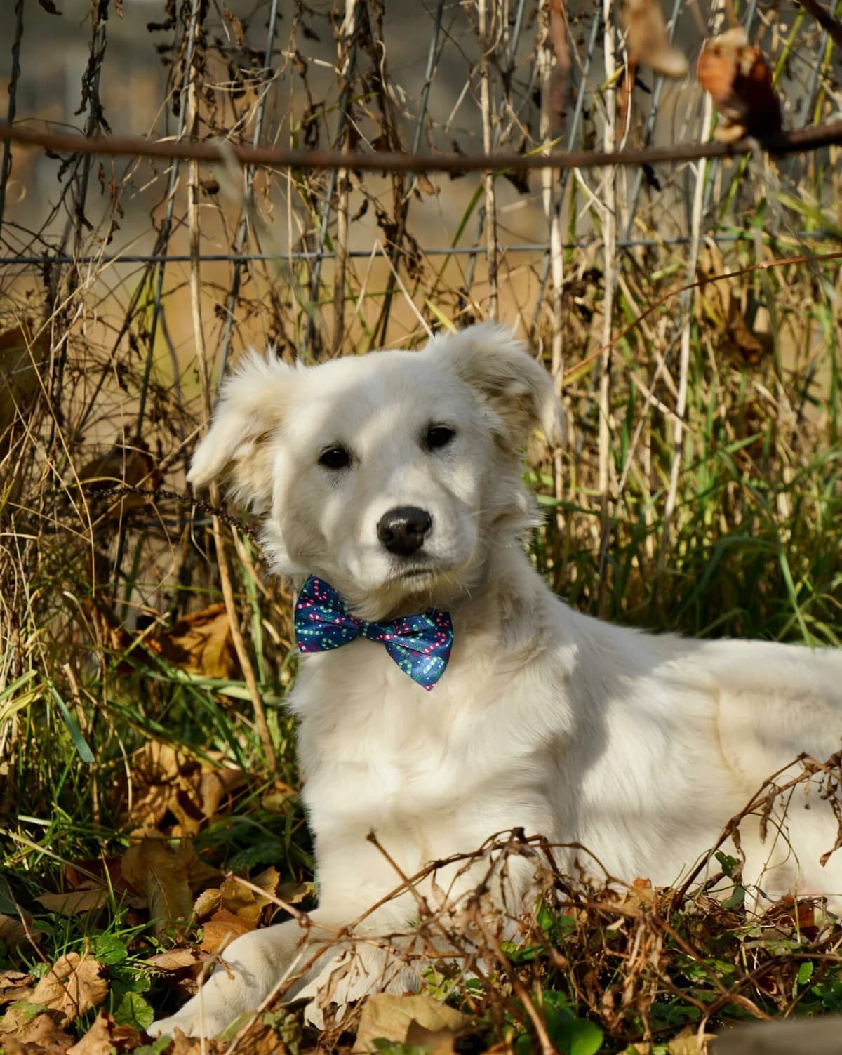 Akemi, male young Mixed Breed for adoption at Tierschutzverein SpecialDogs e.V.