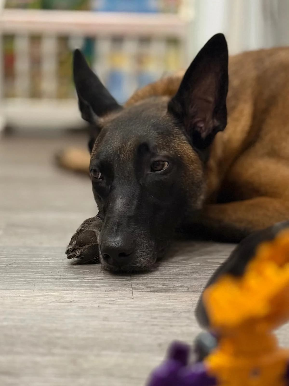 Arne, male Belgian Malinois for adoption at Tierschutzverein SpecialDogs e.V.