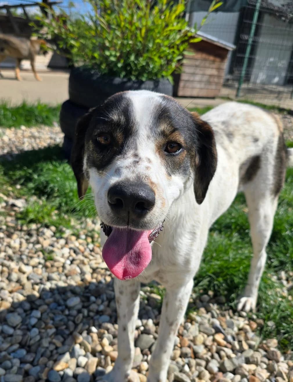 Athos, male young Mixed Breed for adoption at Tierschutzverein SpecialDogs e.V.