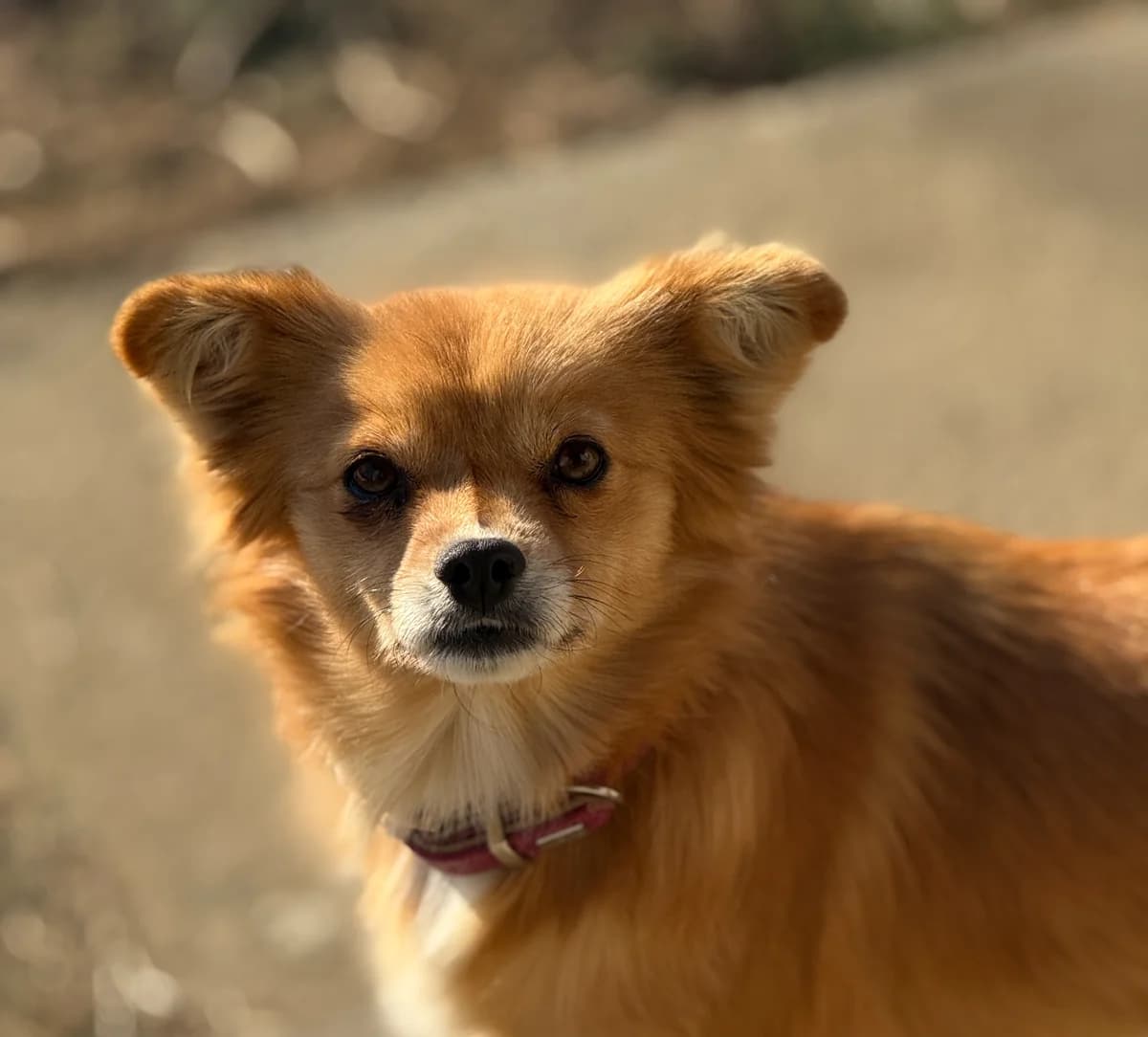 Bambina, female young Mixed Breed for adoption at Tierschutzverein SpecialDogs e.V.