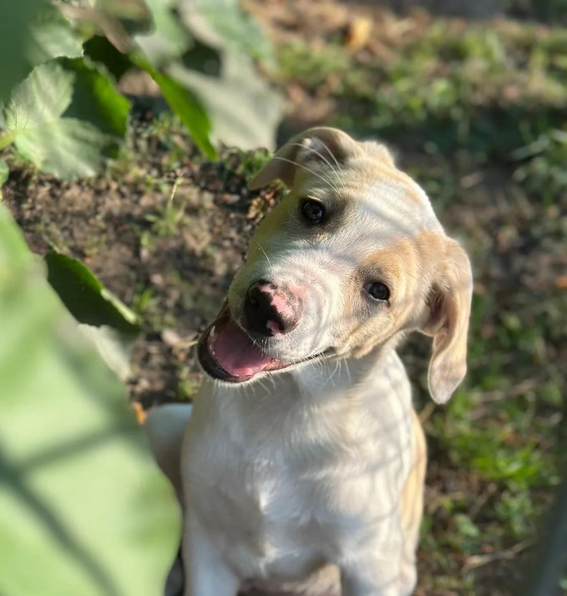 Clifford, male puppy Mixed Breed for adoption at Tierschutzverein SpecialDogs e.V.
