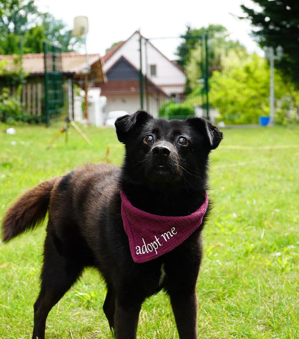 Coal, male senior Mixed Breed for adoption at Tierschutzverein SpecialDogs e.V.
