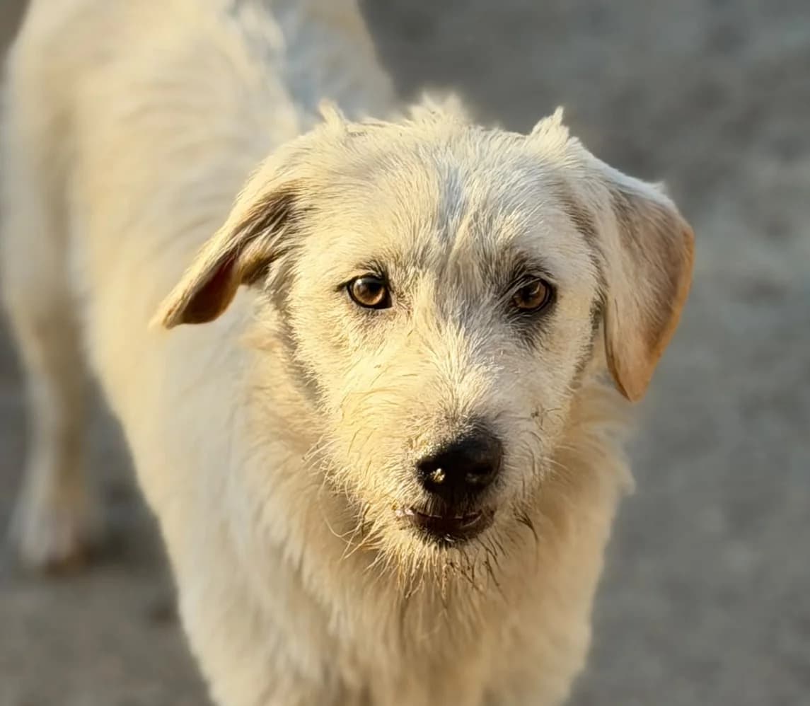 Demi, female puppy Mixed Breed for adoption at Tierschutzverein SpecialDogs e.V.