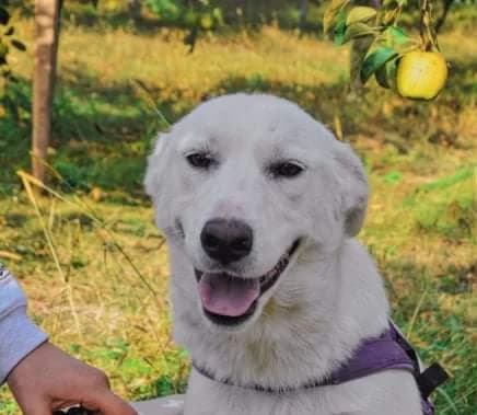 Dileila, female 5yo Mixed Breed for adoption at Tierschutzverein SpecialDogs e.V.