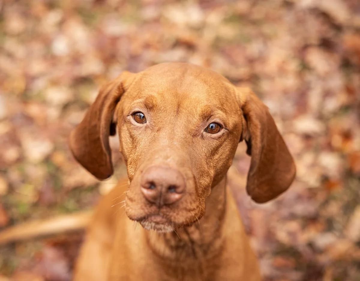 Dookie, male 5yo Vizsla for adoption at Tierschutzverein SpecialDogs e.V.