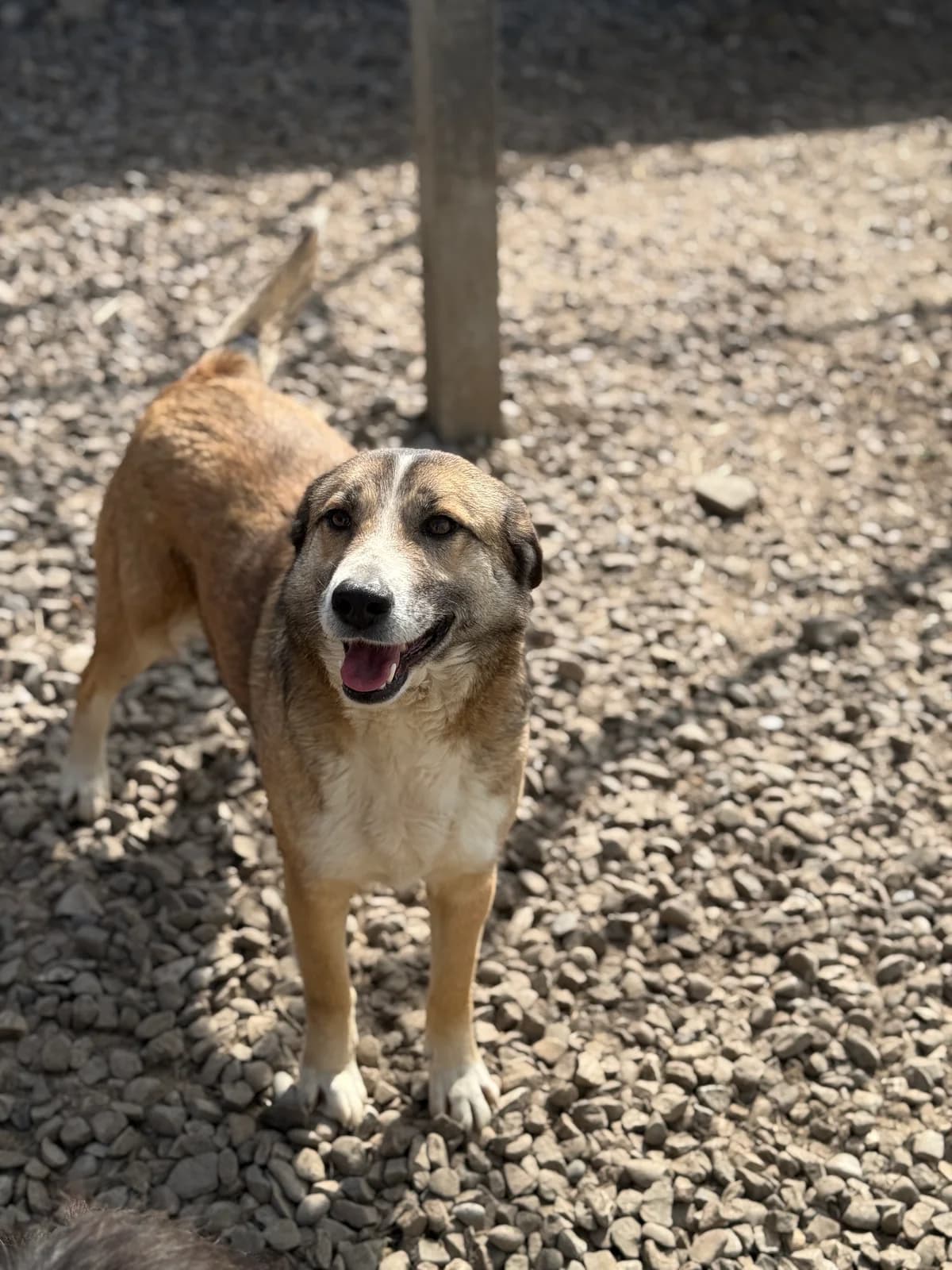 Elanor, female 5yo Mixed Breed for adoption at Tierschutzverein SpecialDogs e.V.